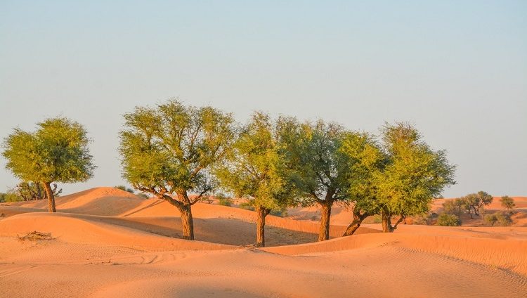 أشجار الغاف في الإمارات.. كنوز بيئية تعزز الرقعة الخضراء وتكافح التغير المناخي