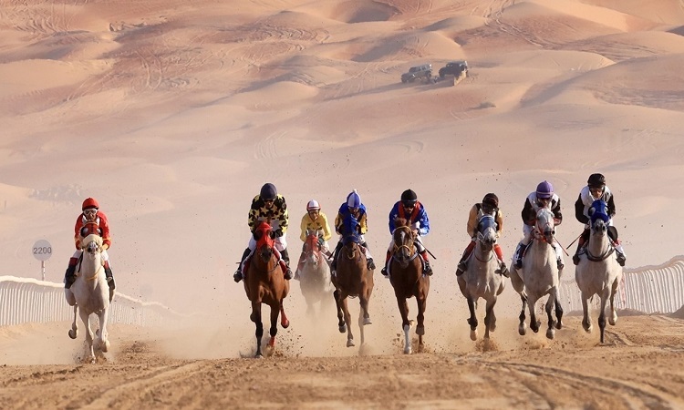 مهرجان ليوا الدولي يترقب منافسات «الخيول العربية»